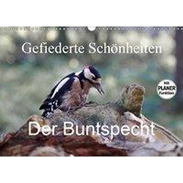 Gefiederte Schönheiten - Der Buntspecht (Wandkalender 2019 DIN A3 quer), rolf pötsch