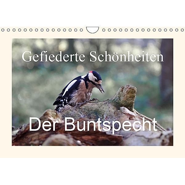 Gefiederte Schönheiten - Der Buntspecht (Wandkalender 2019 DIN A4 quer), Rolf Pötsch
