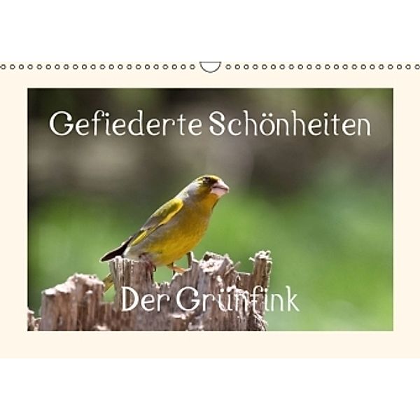 Gefiederte Schönheiten - Der Grünfink (Wandkalender 2015 DIN A3 quer), Rolf Pötsch
