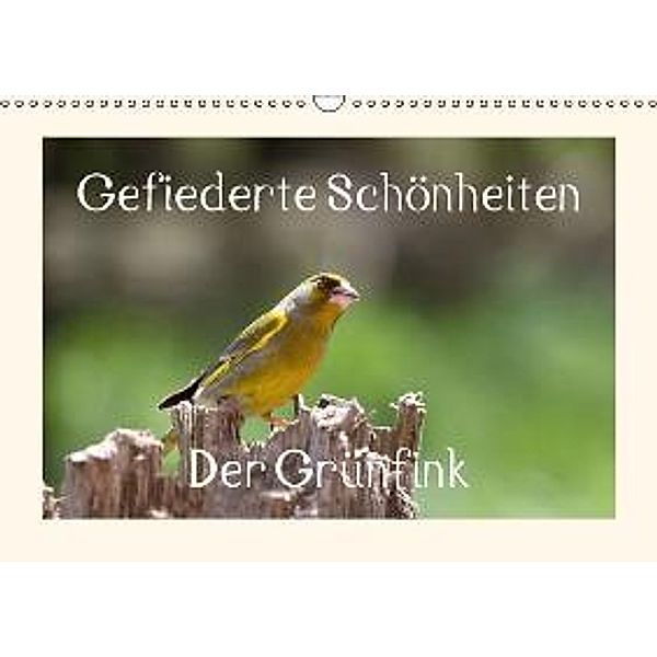 Gefiederte Schönheiten - Der Grünfink (Wandkalender 2016 DIN A3 quer), Rolf Pötsch