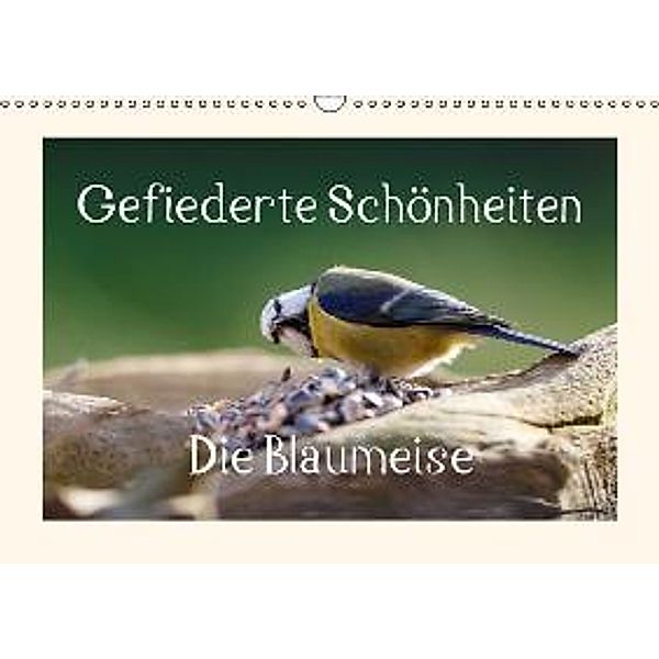 Gefiederte Schönheiten - Die Blaumeise (Wandkalender 2016 DIN A3 quer), Rolf Pötsch