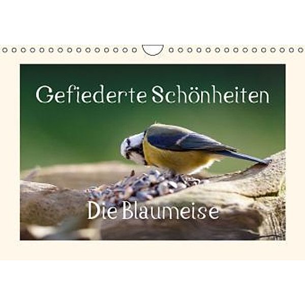 Gefiederte Schönheiten - Die Blaumeise (Wandkalender 2016 DIN A4 quer), Rolf Pötsch