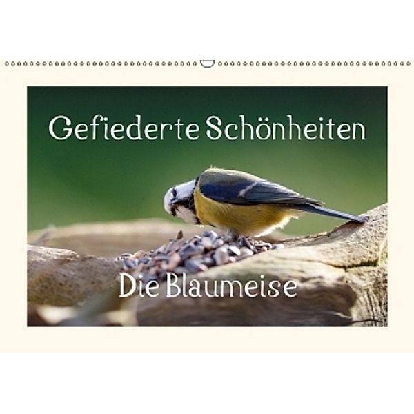 Gefiederte Schönheiten - Die Blaumeise (Wandkalender 2017 DIN A2 quer), rolf pötsch