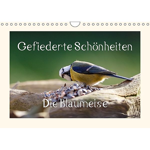 Gefiederte Schönheiten - Die Blaumeise (Wandkalender 2018 DIN A4 quer), rolf pötsch