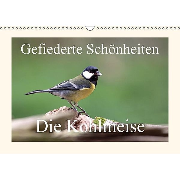 Gefiederte Schönheiten - Die Kohlmeise (Wandkalender 2017 DIN A3 quer), Rolf Pötsch