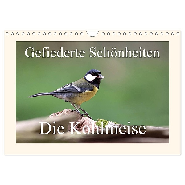 Gefiederte Schönheiten - Die Kohlmeise (Wandkalender 2024 DIN A4 quer), CALVENDO Monatskalender, rolf pötsch