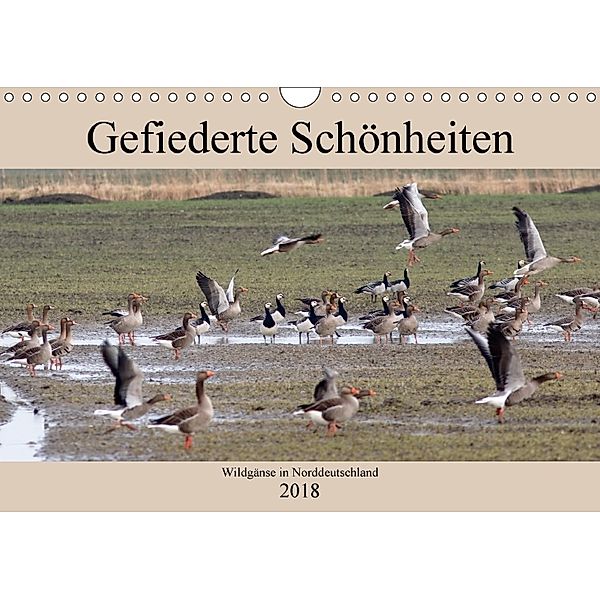 Gefiederte Schönheiten - Wildgänse in Norddeutschland (Wandkalender 2018 DIN A4 quer), Rolf Pötsch