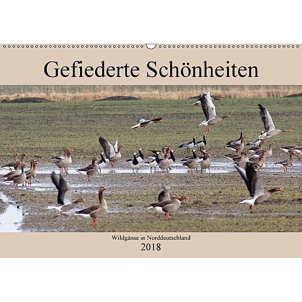 Gefiederte Schönheiten - Wildgänse in Norddeutschland (Wandkalender 2018 DIN A2 quer), Rolf Pötsch