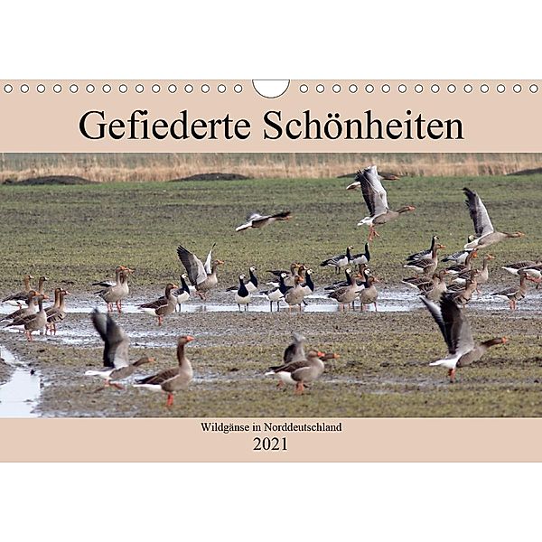 Gefiederte Schönheiten - Wildgänse in Norddeutschland (Wandkalender 2021 DIN A4 quer), Rolf Pötsch