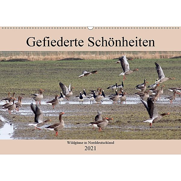 Gefiederte Schönheiten - Wildgänse in Norddeutschland (Wandkalender 2021 DIN A2 quer), Rolf Pötsch