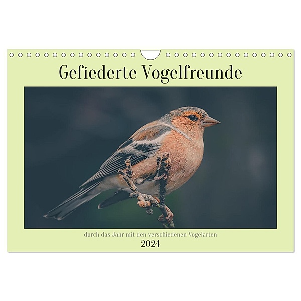 Gefiederte Vogelfreunde (Wandkalender 2024 DIN A4 quer), CALVENDO Monatskalender, Simone Sperber