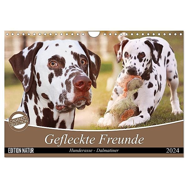Gefleckte Freunde - Hunderasse Dalmatiner (Wandkalender 2024 DIN A4 quer), CALVENDO Monatskalender, Barbara Mielewczyk