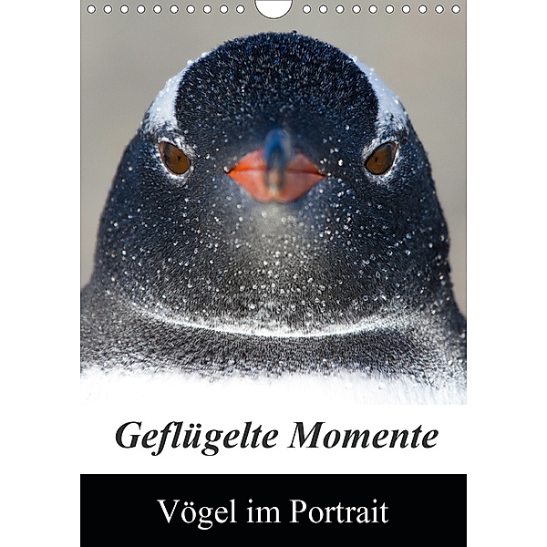 Geflügelte Momente - Vögel im Portrait (Wandkalender 2020 DIN A4 hoch), Brigitte Schlögl