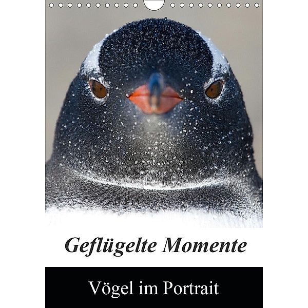 Geflügelte Momente - Vögel im Portrait (Wandkalender 2021 DIN A4 hoch), Brigitte Schlögl