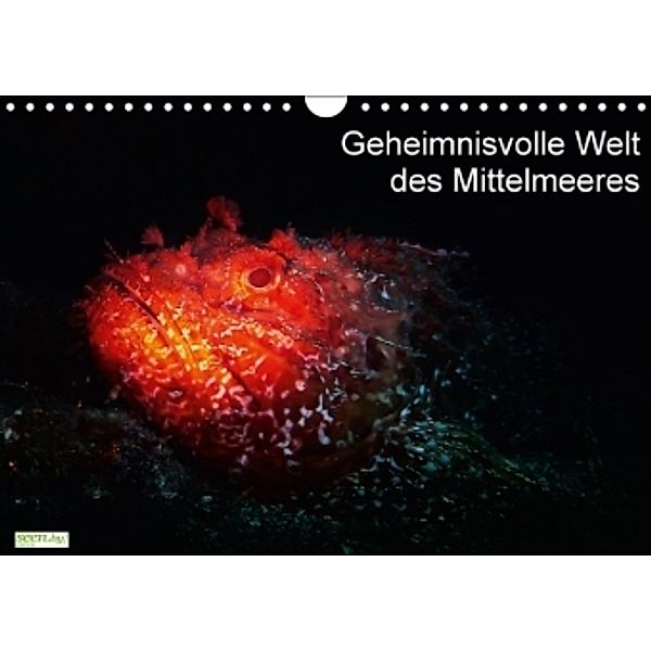 Geheimnisvolle Welt des Mittelmeeres (Wandkalender 2016 DIN A4 quer), Gabi Hampe