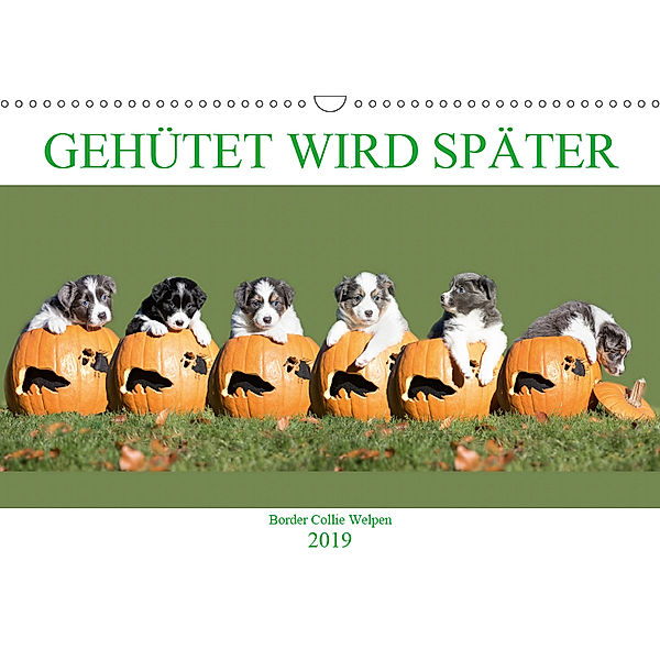 Gehütet wird später - Border Collie Welpen (Wandkalender 2019 DIN A3 quer), Andrea Mayer, Andrea Mayer Tierfotografie