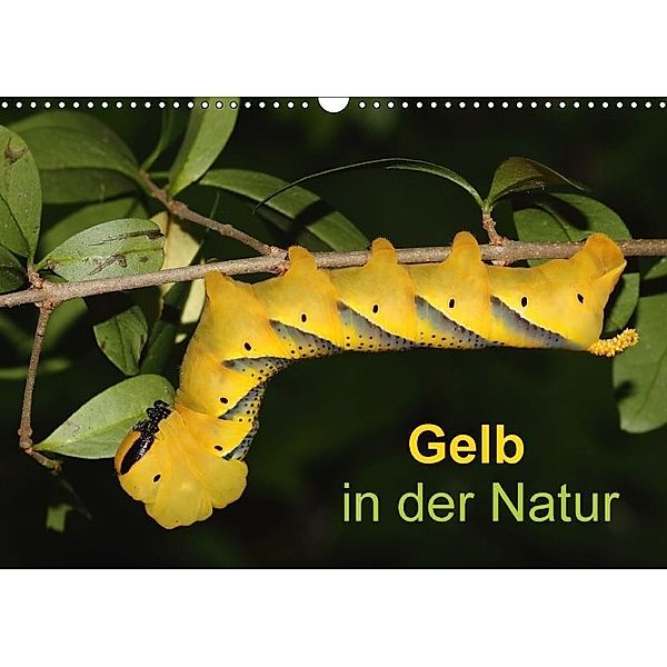 Gelb in der Natur (Wandkalender 2017 DIN A3 quer), Günter Bachmeier