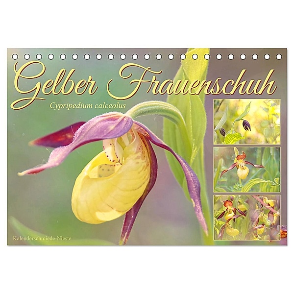 Gelber Frauenschuh (Tischkalender 2024 DIN A5 quer), CALVENDO Monatskalender, Sabine Löwer