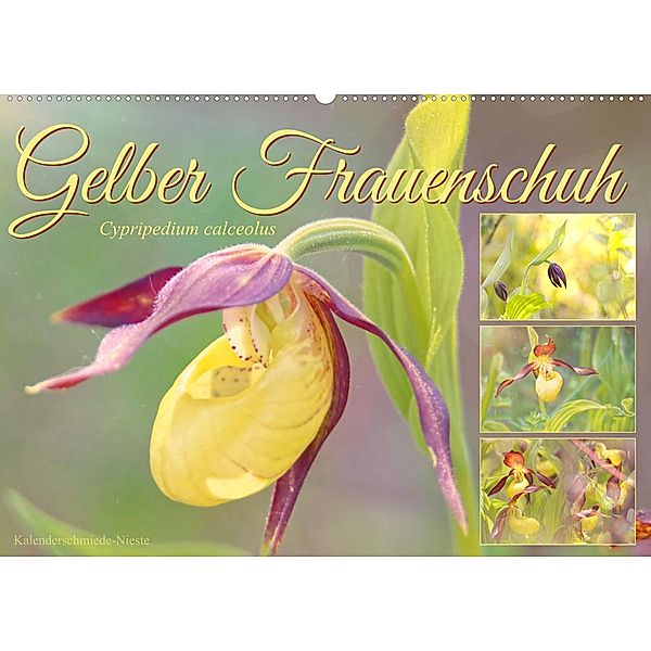 Gelber Frauenschuh (Wandkalender 2023 DIN A2 quer), Sabine Löwer