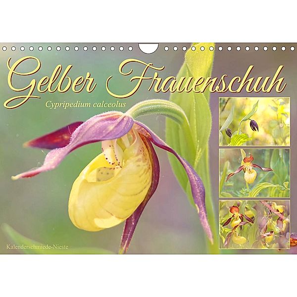 Gelber Frauenschuh (Wandkalender 2023 DIN A4 quer), Sabine Löwer