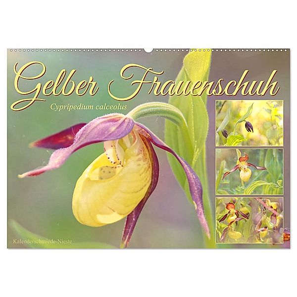 Gelber Frauenschuh (Wandkalender 2024 DIN A2 quer), CALVENDO Monatskalender, Sabine Löwer