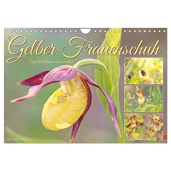 Gelber Frauenschuh (Wandkalender 2024 DIN A4 quer), CALVENDO Monatskalender, Sabine Löwer