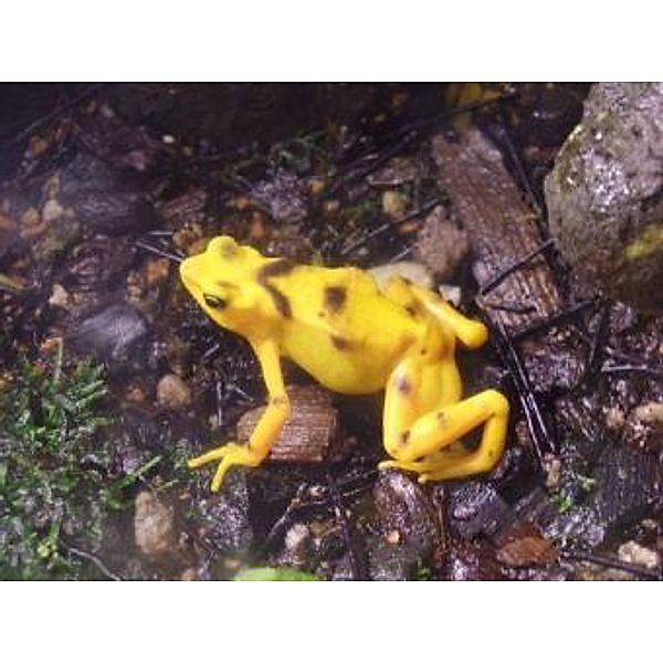 Gelber Frosch - 200 Teile (Puzzle)