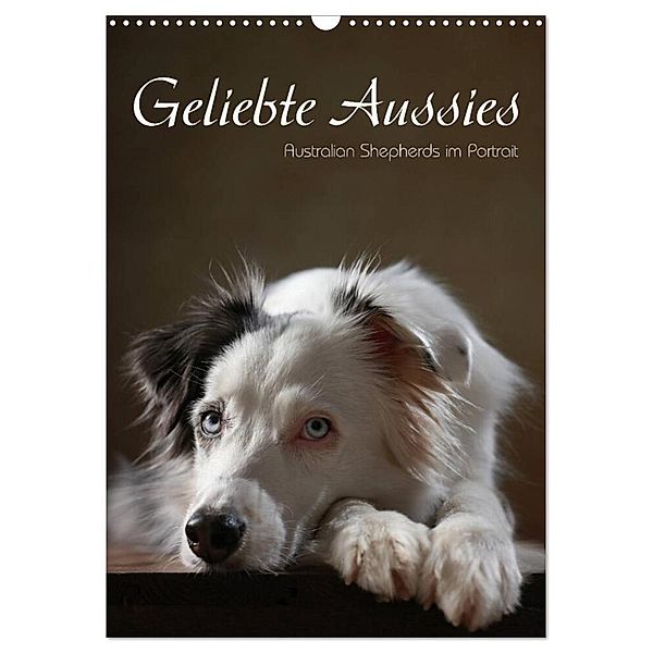 Geliebte Aussies - Australian Shepherds im Portrait (Wandkalender 2024 DIN A3 hoch), CALVENDO Monatskalender, Jana Behr