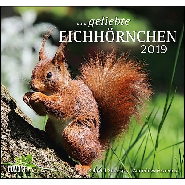 Geliebte Eichhörnchen 2019