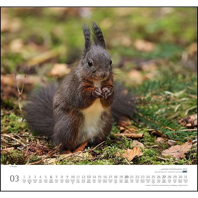 geliebte Eichhörnchen 2022 - Kalender bei Weltbild.ch kaufen