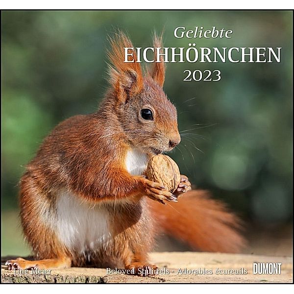 Geliebte Eichhörnchen 2023 - DUMONT Wandkalender - mit den wichtigsten Feiertagen - Format 38,0 x 35,5 cm