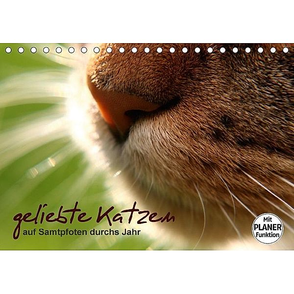 geliebte Katzen - auf Samtpfoten durchs Jahr (Tischkalender 2017 DIN A5 quer), Isabel Schöne