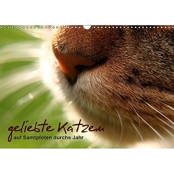 geliebte Katzen - auf Samtpfoten durchs Jahr (Wandkalender 2019 DIN A3 quer), Isabel Schöne