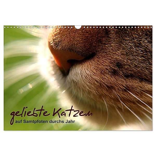 geliebte Katzen - auf Samtpfoten durchs Jahr (Wandkalender 2024 DIN A3 quer), CALVENDO Monatskalender, Isabel Schöne