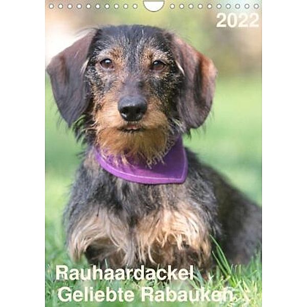 Geliebte Rabauken - Rauhaardackel (Wandkalender 2022 DIN A4 hoch), Barbara Mielewczyk