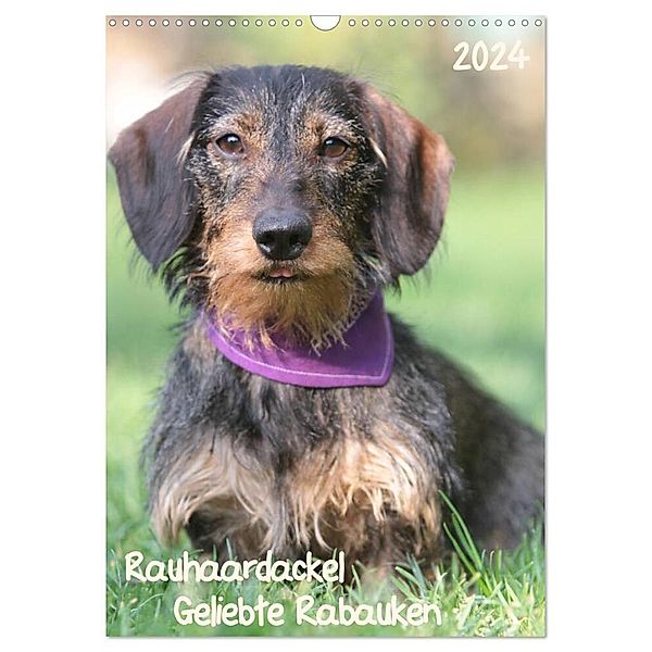 Geliebte Rabauken - Rauhaardackel (Wandkalender 2024 DIN A3 hoch), CALVENDO Monatskalender, Barbara Mielewczyk