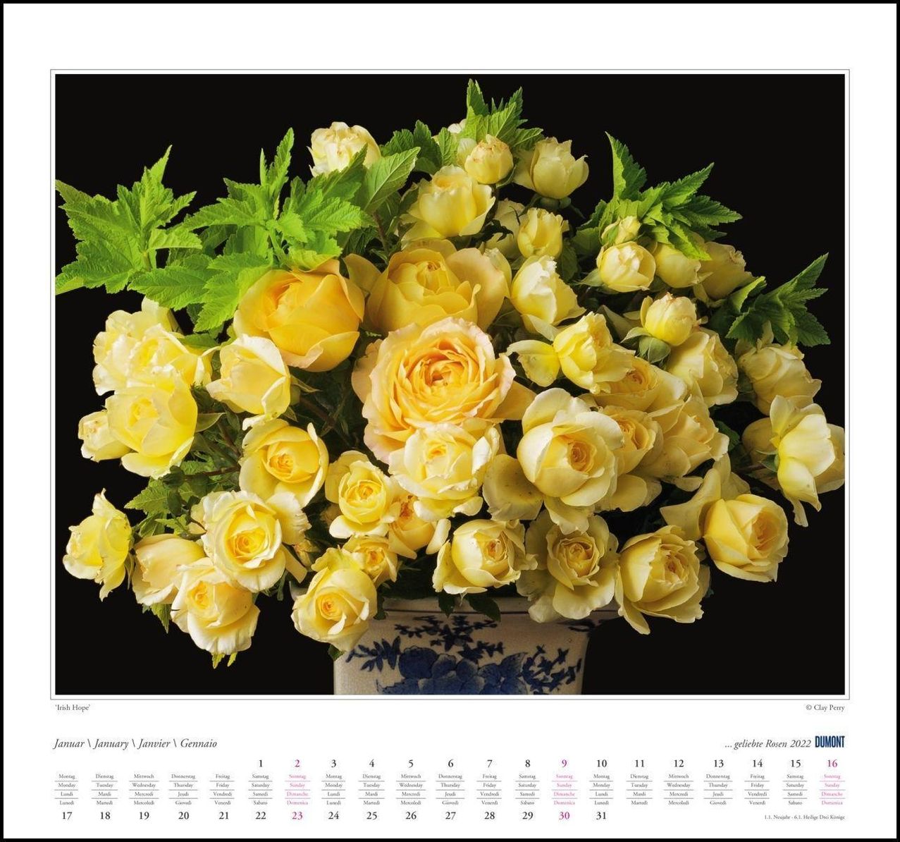 geliebte Rosen 2022 - DUMONT Wandkalender - mit allen wichtigen Feiertagen  - Format 38,0 x 35,5 cm - Kalender bestellen