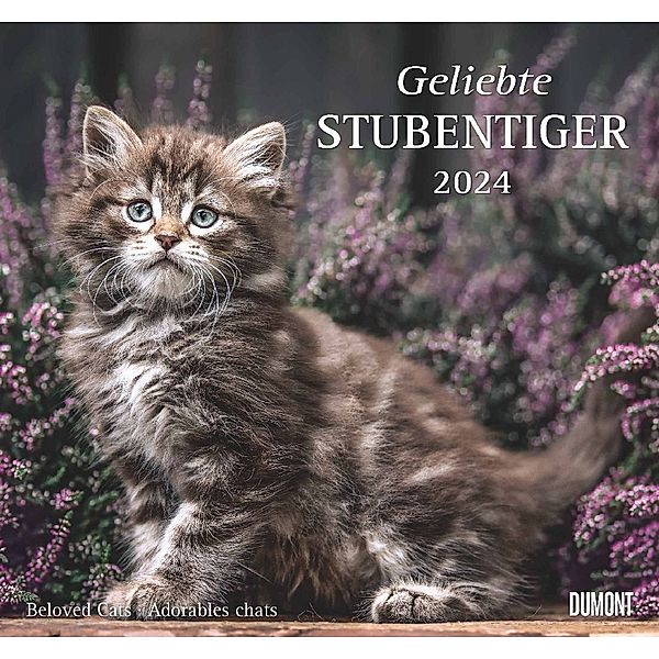 Geliebte Stubentiger 2024 - DUMONT Wandkalender - mit den wichtigsten Feiertagen - Format 38,0 x 35,5 cm