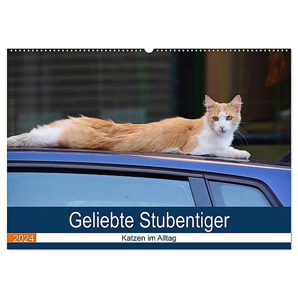 Geliebte Stubentiger - Katzen im Alltag (Wandkalender 2024 DIN A2 quer), CALVENDO Monatskalender, Thomas Bartruff