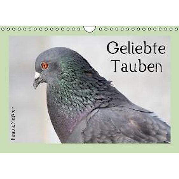 Geliebte Tauben (Wandkalender 2016 DIN A4 quer), Ramona Meißner
