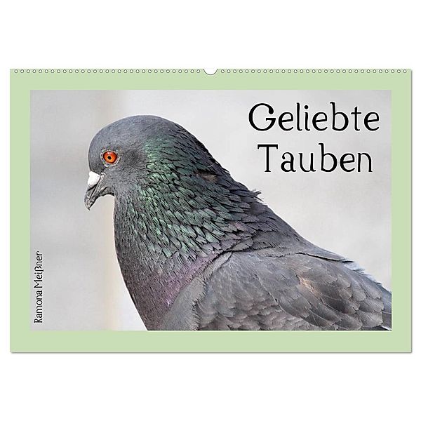 Geliebte Tauben (Wandkalender 2024 DIN A2 quer), CALVENDO Monatskalender, Ramona Meißner