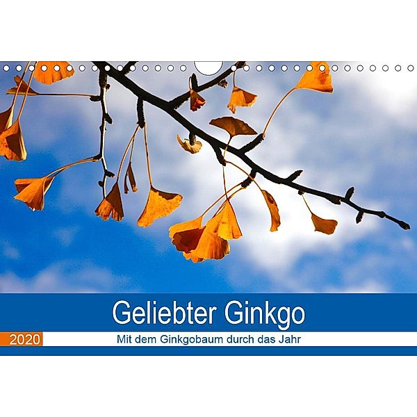 Geliebter Ginkgo (Wandkalender 2020 DIN A4 quer), Anette Jäger
