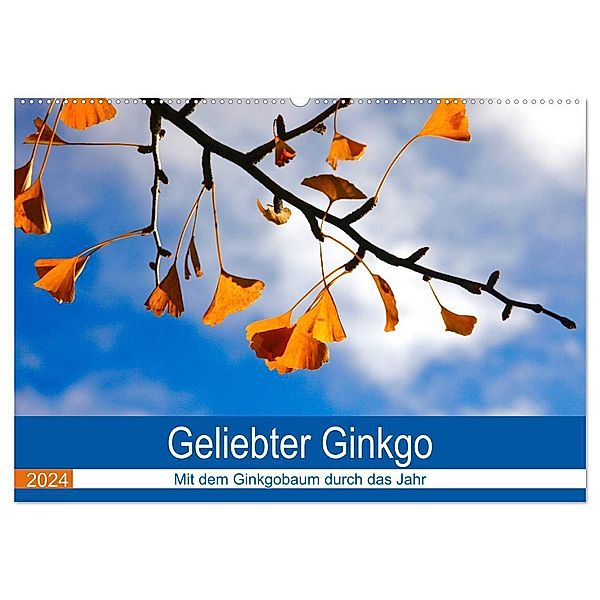 Geliebter Ginkgo (Wandkalender 2024 DIN A2 quer), CALVENDO Monatskalender, Anette Jäger