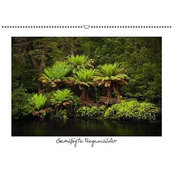 Gemäßigte Regenwälder (Wandkalender 2016 DIN A2 quer), Boris Buschardt