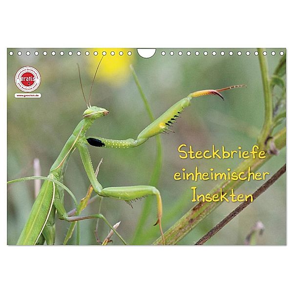 GEOclick Lernkalender: Insekten (Wandkalender 2024 DIN A4 quer), CALVENDO Monatskalender, Klaus Feske