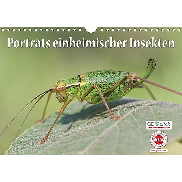 GEOclick Lernkalender: Porträts einheimischer Insekten (Wandkalender 2021 DIN A4 quer), Klaus Feske /GEOclick