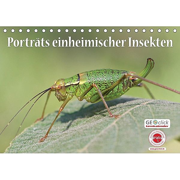 GEOclick Lernkalender: Porträts einheimischer Insekten (Tischkalender 2021 DIN A5 quer), Klaus Feske /GEOclick