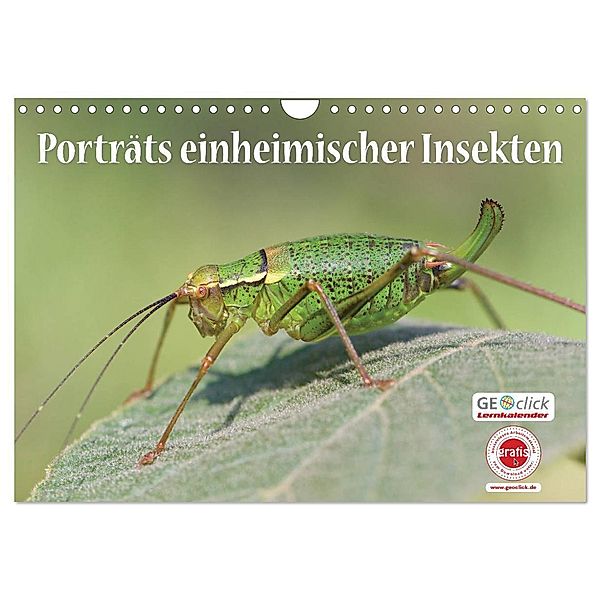 GEOclick Lernkalender: Porträts einheimischer Insekten (Wandkalender 2025 DIN A4 quer), CALVENDO Monatskalender, Calvendo, Klaus Feske /GEOclick