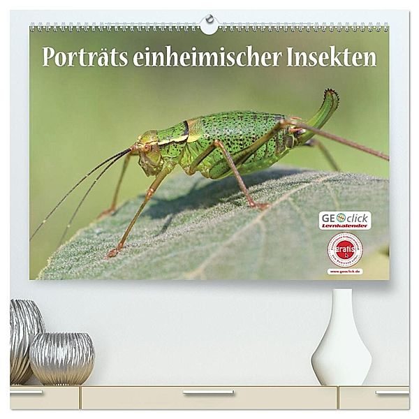 GEOclick Lernkalender: Porträts einheimischer Insekten (hochwertiger Premium Wandkalender 2025 DIN A2 quer), Kunstdruck in Hochglanz, Calvendo, Klaus Feske /GEOclick