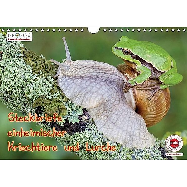 GEOclick Lernkalender: Steckbriefe einheimischer Kriechtiere und Lurche (Wandkalender 2017 DIN A4 quer), Klaus Feske